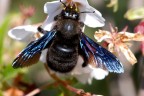 Xylocopa violacea (Calabrone nero) Xylocopa violacea (Calabrone nero)