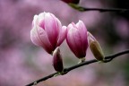 La delicatezza della primavera La delicatezza della primavera