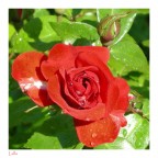 la mia rosa la mia rosa