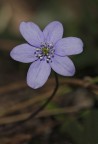 Hepatica nobilis Hepatica nobilis