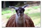 Lama Lama