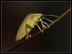 Nezara viridula