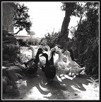 Oche chiacchierone Oche chiacchierone