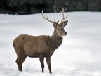 Giovane Cervo Nella Neve... Giovane Cervo Nella Neve...