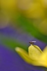 Paura del blu Paura del blu