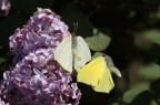 Gonepteryx rhamni Corteggiamento