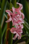 Un fiore per tutte le donne