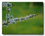 Profumo di primavera x tutte le Donne