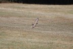 volo libero