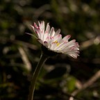 grazie Luciano grazie Luciano