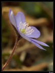 Anemone epatica 02 Anemone epatica 02