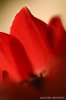 macro