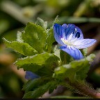 Imola, parco acque minerali, nel prato Imola, parco acque minerali, nel prato