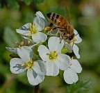 Prima caccia Prima caccia