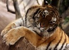 Tigre nella Torbiera Tigre nella Torbiera