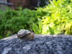 Lumaca Lumaca