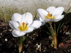Crocus Crocus
