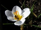 Crocus Crocus