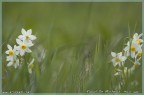 Narcisi Narcisi