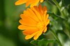 primavera arancione