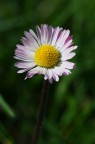 sfumature