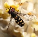 primi fiori.... primi fiori....