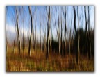 dreaming in the wood dreaming in the wood
