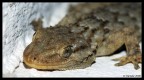 GeKo GeKo