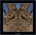 foglia verde foglia verde