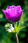 Anemone