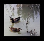 La coppietta.... La coppietta....