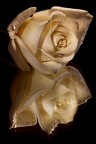 riflessioni di una rosa ... riflessioni di una rosa ...