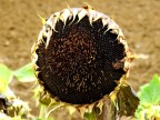 Morte di un girasole Morte di un girasole