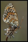 Melitaea sp. Melitaea sp.
