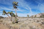 Joshua Tree National Park