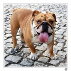 il bulletto del quartierino il bulletto del quartierino