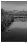 Palude Brabbia b/n Palude Brabbia b/n