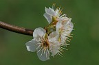Fioritura