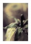 Fiore Avvelenato