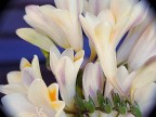 flowers 1 flowers 1
