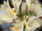 flowers3 flowers3