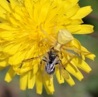 agguato in giallo agguato in giallo