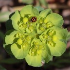 frutti esotici frutti esotici