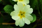 primula primula
