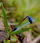 bocciolo di ? bocciolo di ?