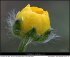 Giallo... dolce! Giallo... dolce!