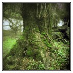 Tra gli alberi Tra gli alberi