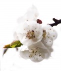 Un fiore puro Un fiore puro
