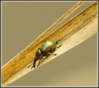 ProtoTapiro sullo scivolo ProtoTapiro sullo scivolo