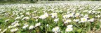 Campo fiorito Campo fiorito